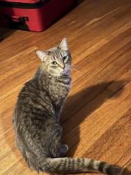 Lost Female Cat last seen Ford, Cleveland, OH 44106