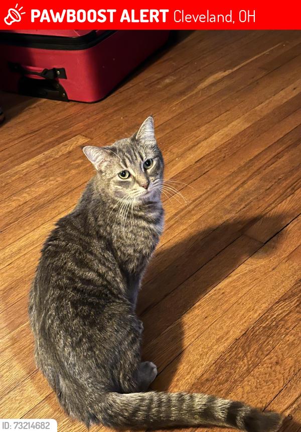 Lost Female Cat last seen Ford, Cleveland, OH 44106