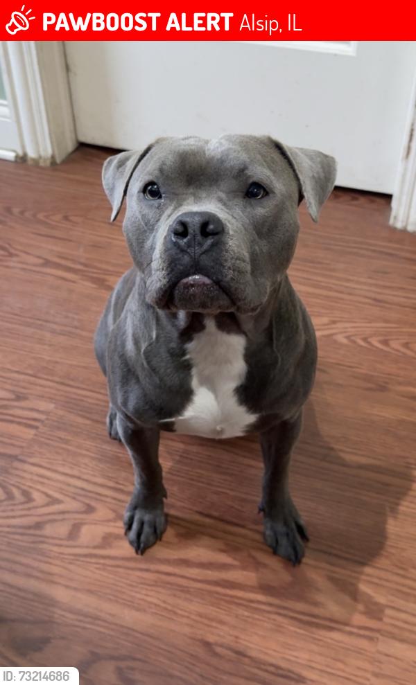 Lost Female Dog last seen 95th Kilbourn, Alsip, IL 60803