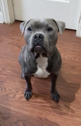 Lost Female Dog last seen 95th Kilbourn, Alsip, IL 60803