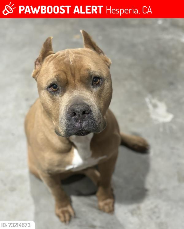 Lost Male Dog last seen Cardenas shopping center on Main & 11th, Hesperia, CA 92340