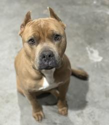 Lost Male Dog last seen Cardenas shopping center on Main & 11th, Hesperia, CA 92340