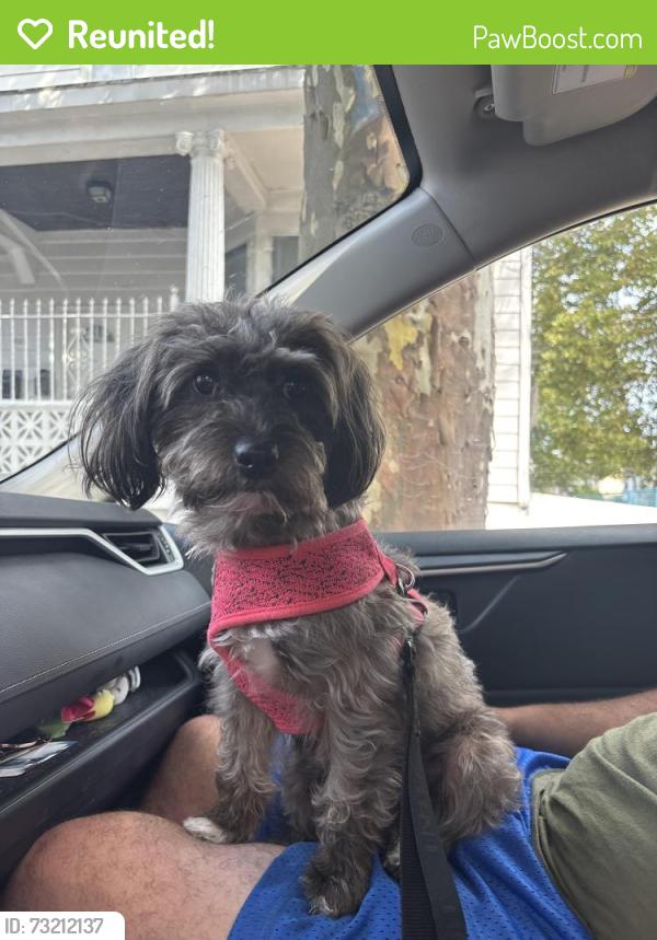 Reunited Male Dog last seen Near Garside st, Newark, NJ 07104