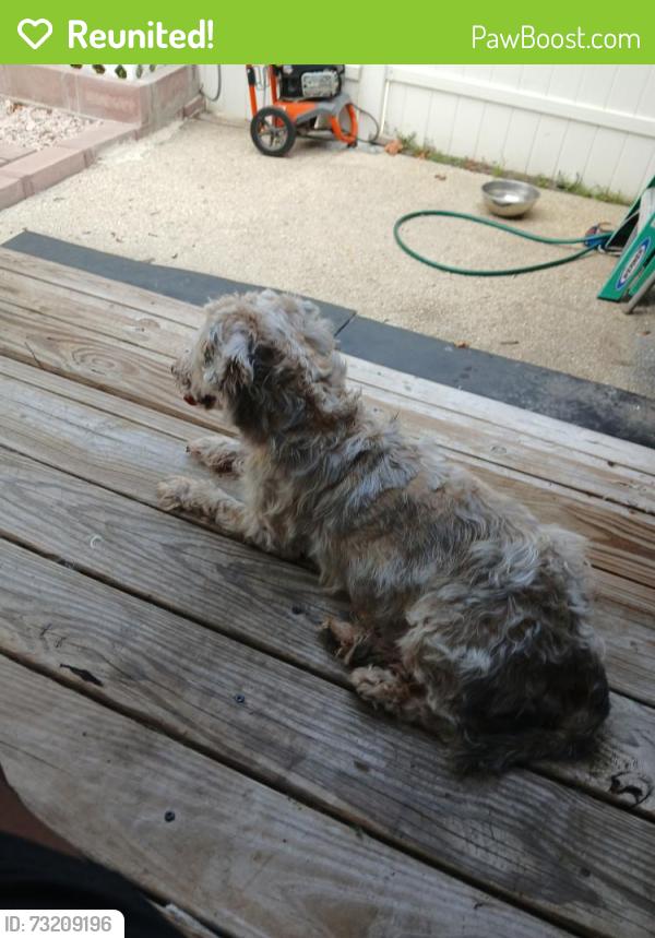 Reunited Male Dog last seen Dewitt street and white oak, Jacksonville, NC 28540