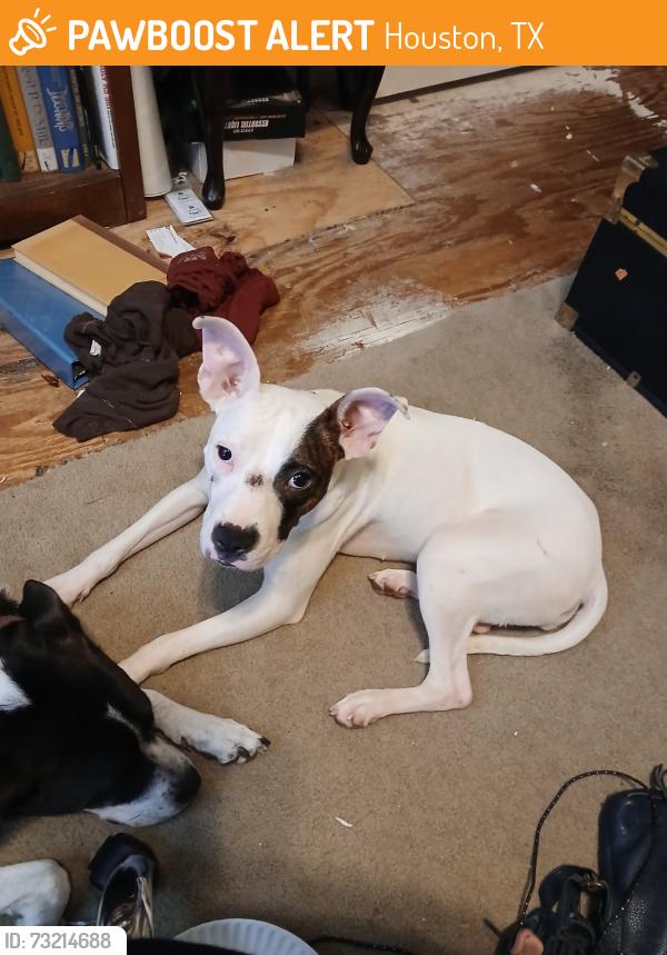 Found/Stray Female Dog last seen DADS field, Houston, TX 77062