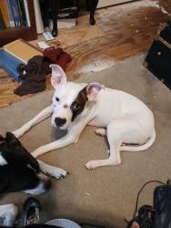 Found/Stray Female Dog last seen DADS field, Houston, TX 77062