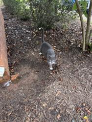 Found/Stray Male Cat last seen Bocca pure Italian restaurant, Greenville County, SC 29609