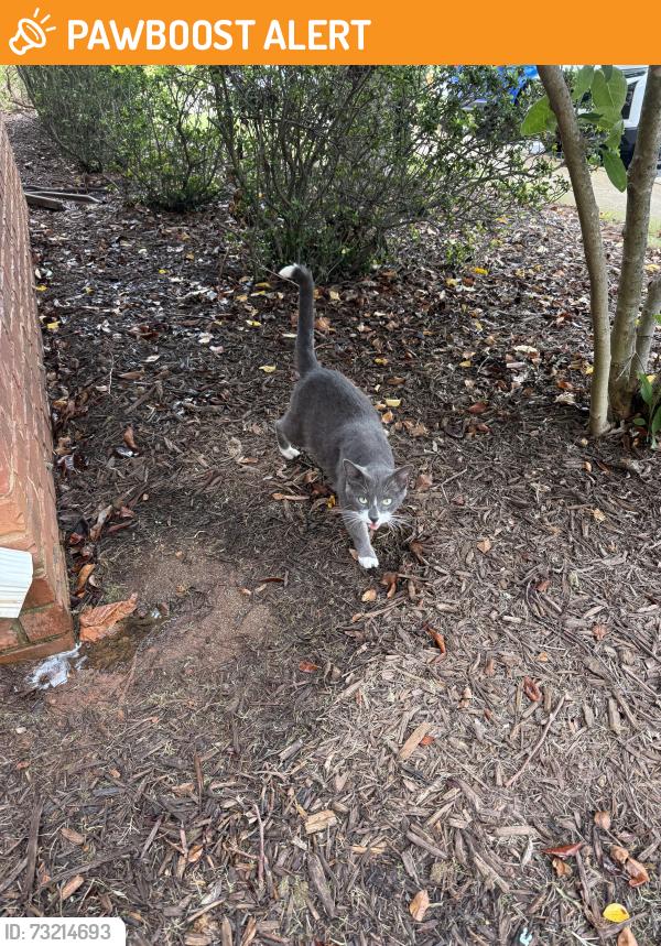 Found/Stray Male Cat last seen Bocca pure Italian restaurant, Greenville County, SC 29609