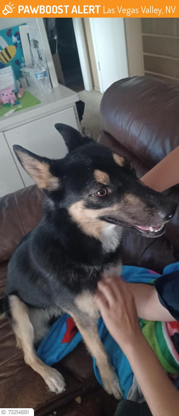 Found/Stray Female Dog last seen Hacienda & rambling st., Las Vegas Valley, NV 89120
