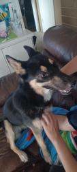 Found/Stray Female Dog last seen Hacienda & rambling st., Las Vegas Valley, NV 89120