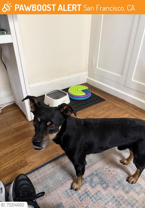 Found/Stray Male Dog last seen Buchanan and Sacramento, San Francisco, CA 94115