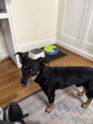 Found/Stray Male Dog last seen Buchanan and Sacramento, San Francisco, CA 94115