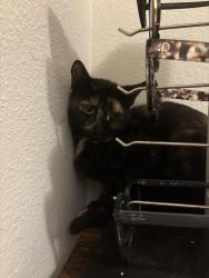 Found/Stray Unknown Cat last seen Rivertown area, St. Johns County, FL 32259