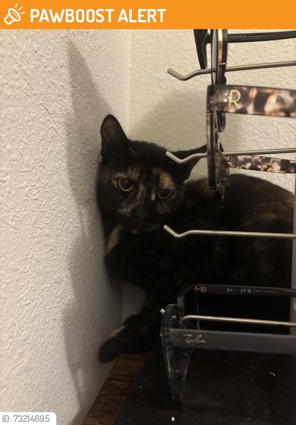 Found/Stray Unknown Cat last seen Rivertown area, St. Johns County, FL 32259