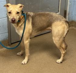 Shelter Stray Male Dog last seen Brought to shelter by owner, 30306, GA, 3280 Chamblee Dunwoody Rd, Chamblee, GA 30341, USA