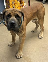 Shelter Stray Male Dog last seen Near Park Gate Place, 30083, GA, 3280 Chamblee Dunwoody Rd, Chamblee, GA 30341, USA
