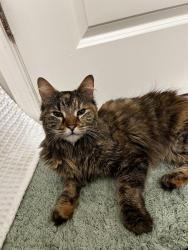Reunited Female Cat last seen Near Cranbury Rd, East Brunswick, NJ 08816, USA, East Brunswick, NJ 08816