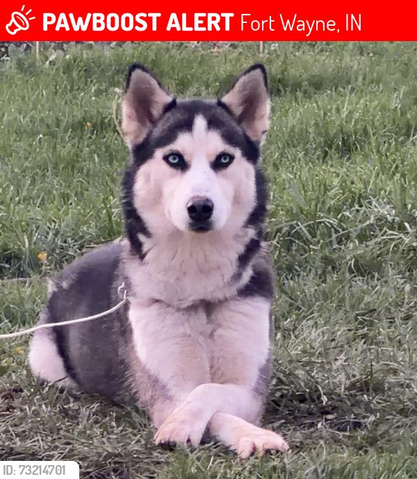 Lost Female Dog last seen Near stinson dr, Fort Wayne, IN 46816
