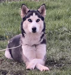 Lost Female Dog last seen Near stinson dr, Fort Wayne, IN 46816