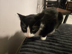 Lost Male Cat last seen Riverview park, Jersey City, NJ 07307