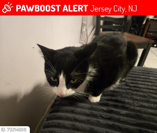 Lost Male Cat last seen Riverview park, Jersey City, NJ 07307