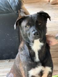 Found/Stray Male Dog last seen Truxton td bellflower mo, State Rte E, MO 63377