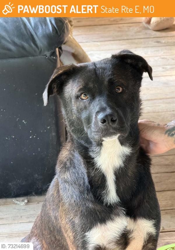 Found/Stray Male Dog last seen Truxton td bellflower mo, State Rte E, MO 63377