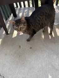 Found/Stray Male Cat last seen Evans and Monaco, Denver, CO 80224