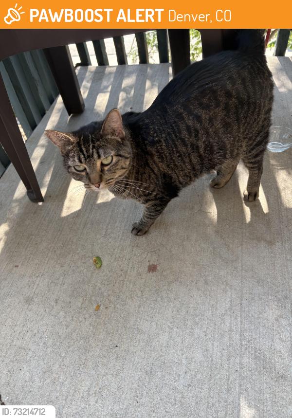 Found/Stray Male Cat last seen Evans and Monaco, Denver, CO 80224