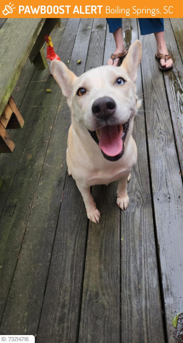 Found/Stray Female Dog last seen Near old Furnace rd, Boiling Springs, SC 29316