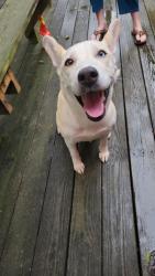 Found/Stray Female Dog last seen Near old Furnace rd, Boiling Springs, SC 29316