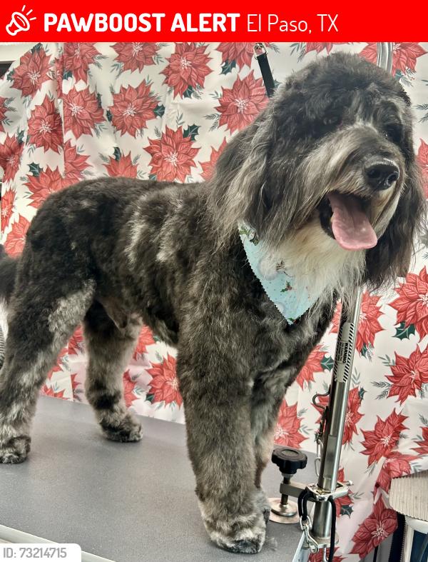 Lost Male Dog last seen Upper valley rd, El Paso, TX 79932