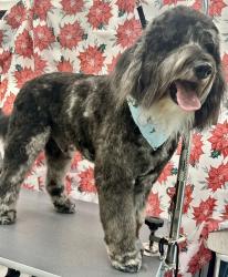 Lost Male Dog last seen Upper valley rd, El Paso, TX 79932