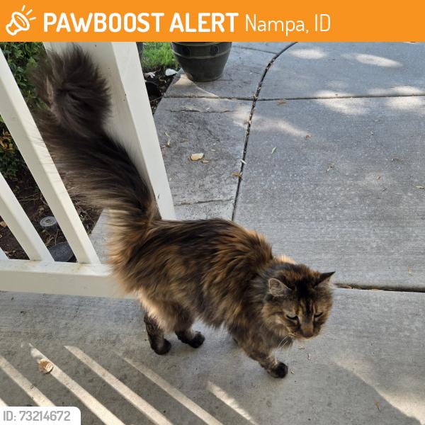 Found/Stray Unknown Cat last seen Smith and Orchard Heights, Nampa, ID 83651