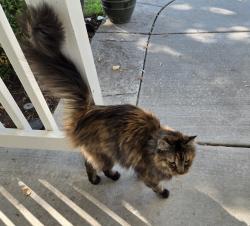 Found/Stray Unknown Cat last seen Smith and Orchard Heights, Nampa, ID 83651