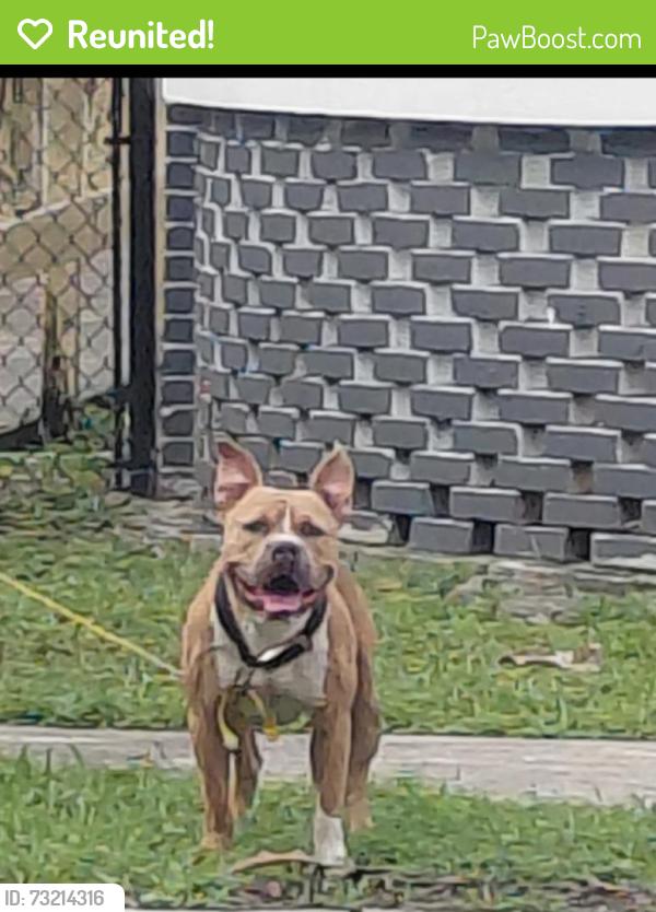 Reunited Unknown Dog last seen 135TH TER, North Miami, FL 33161