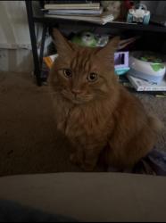 Reunited Male Cat last seen Amity and Locust Grove, Meridian, ID 83642
