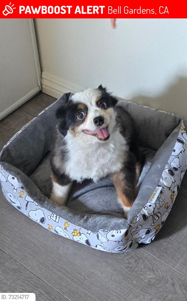 Lost Male Dog last seen Specht ave and lubec ave, Bell Gardens, CA 90201