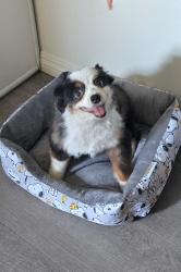Lost Male Dog last seen Specht ave and lubec ave, Bell Gardens, CA 90201