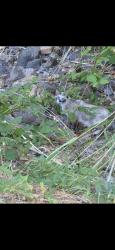 Found/Stray Unknown Cat last seen Lake blvd shasta lake, Shasta Lake, CA 96019