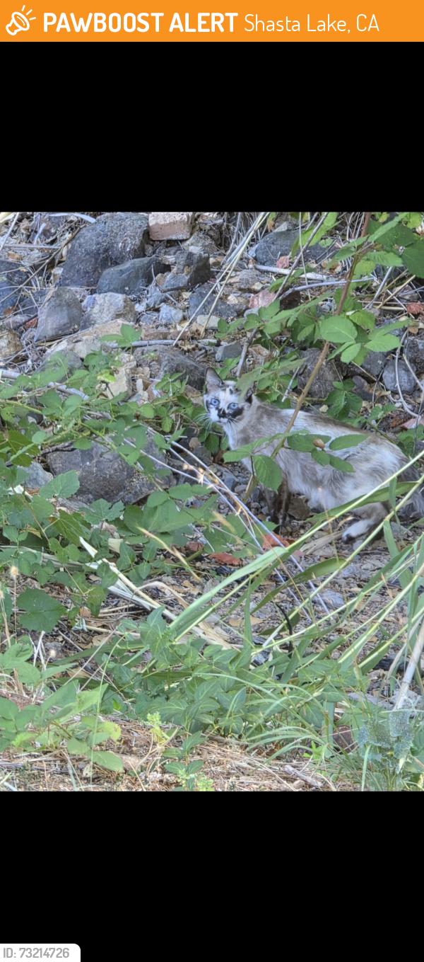 Found/Stray Unknown Cat last seen Lake blvd shasta lake, Shasta Lake, CA 96019