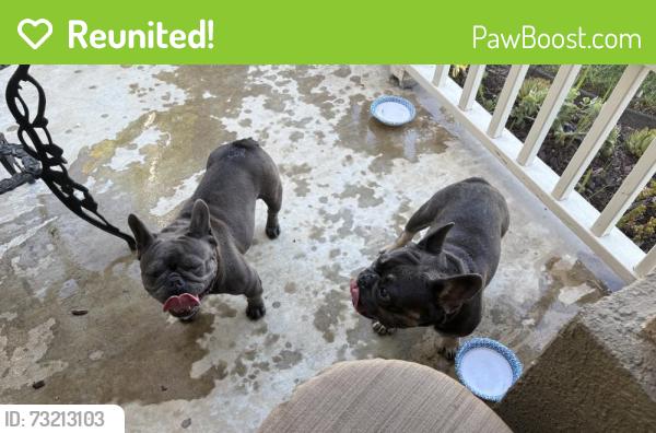 Reunited Unknown Dog last seen Hunter's Ridge, Fontana, CA 92336, USA, Fontana, CA 92336