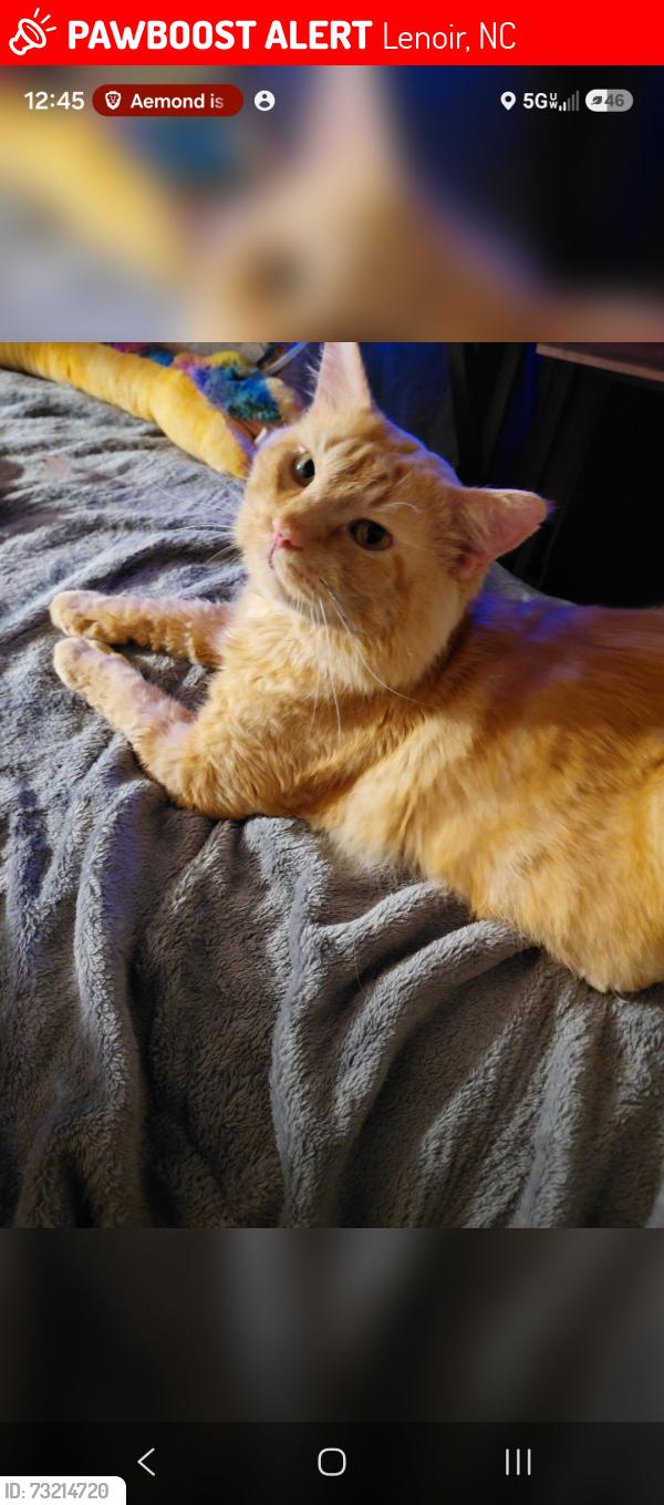 Lost Male Cat last seen Hollywood Ridge rd, Happy Valley optimist Park, Happy valley Ruritan club, Lenoir, NC 28645