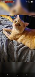 Lost Male Cat last seen Hollywood Ridge rd, Happy Valley optimist Park, Happy valley Ruritan club, Lenoir, NC 28645