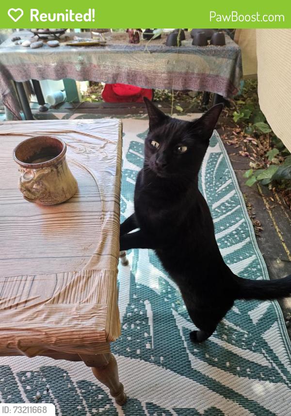 Reunited Female Cat last seen West davis pond picnic area, davis, Davis, CA 95616