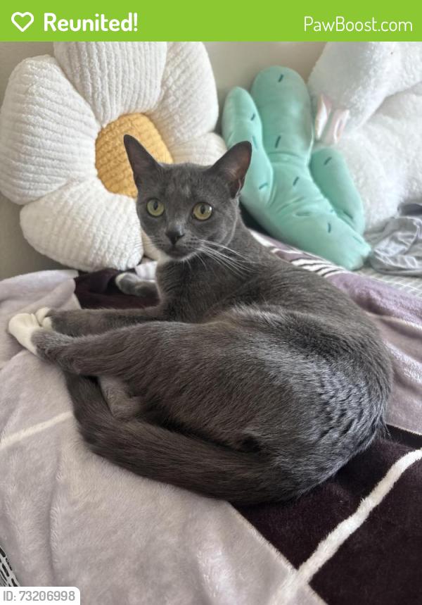 Reunited Female Cat last seen Fern Reservoir Park, Upland, CA 91786