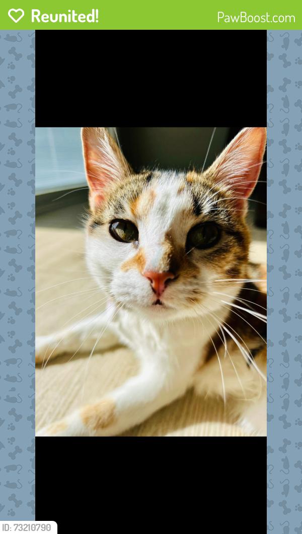 Reunited Female Cat last seen 5:38 am on the ring camera, O'Fallon, MO 63368