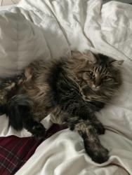 Lost Female Cat last seen Floating feather, Star, ID 83669