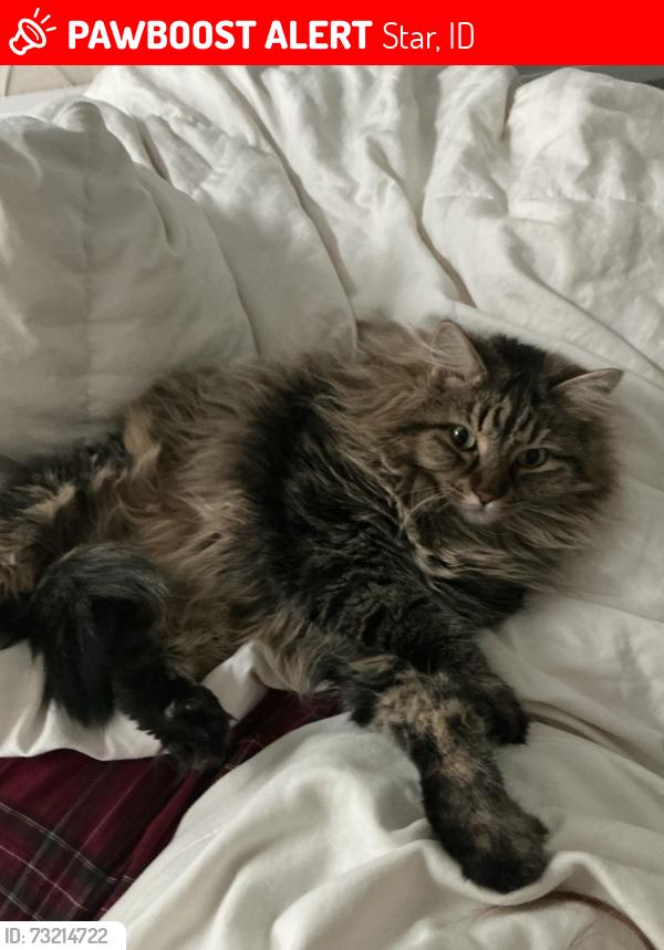 Lost Female Cat last seen Floating feather, Star, ID 83669