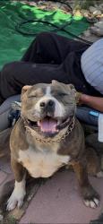 Lost Male Dog last seen Hesperia rd seneca, Hesperia, CA 92340
